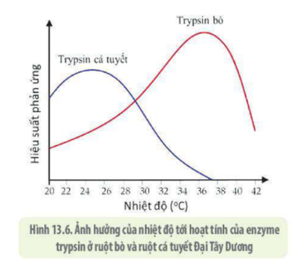 Lý thuyết Sinh học 10 Bài 10 (Cánh diều): Sự chuyển hóa năng lượng và enzyme (ảnh 9)