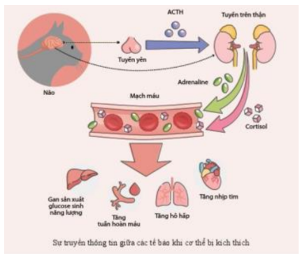 Lý thuyết Sinh học 10 Bài 12 (Cánh diều): Thông tin giữa các tế bào (ảnh 6)