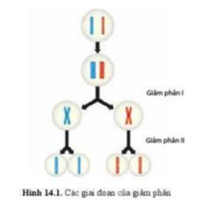 Lý thuyết Sinh học 10 Bài 14 (Cánh diều): Giảm phân (ảnh 1)