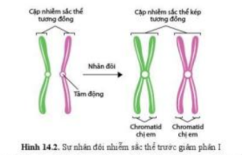 Lý thuyết Sinh học 10 Bài 14 (Cánh diều): Giảm phân (ảnh 2)