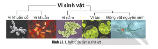 Lý thuyết Sinh học 10 Bài 17 (Cánh diều): Vi sinh vật và các phương pháp nghiên cứu vi sinh vật (ảnh 2)