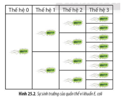 Lý thuyết Sinh học 10 Bài 18 (Cánh diều): Sinh trưởng và sinh sản ở vi sinh vật (ảnh 1)