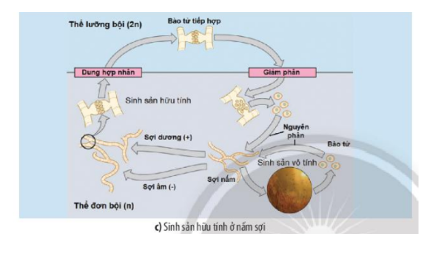 Lý thuyết Sinh học 10 Bài 18 (Cánh diều): Sinh trưởng và sinh sản ở vi sinh vật (ảnh 6)