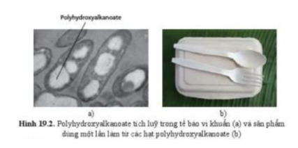 Lý thuyết Sinh học 10 Bài 19 (Cánh diều): Quá trình tổng hợp, phân giải ở vi sinh vật và ứng dụng (ảnh 4)