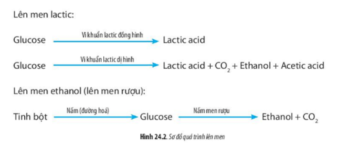 Lý thuyết Sinh học 10 Bài 19 (Cánh diều): Quá trình tổng hợp, phân giải ở vi sinh vật và ứng dụng (ảnh 9)