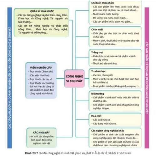 Lý thuyết Sinh học 10 Bài 20 (Cánh diều): Thành tựu của công nghệ vi sinh vật và ứng dụng của vi sinh vật (ảnh 10)