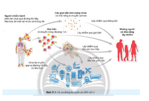 Lý thuyết Sinh học 10 Bài 22 (Cánh diều): Phương thức lây truyền, cách phòng chống và ứng dụng của virus (ảnh 3)