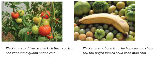 Giáo án Hóa học 11 Bài 16 (Kết nối tri thức 2023): Hydrocarbon không no (ảnh 2)