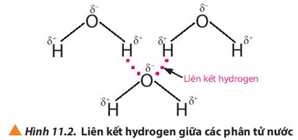 Giáo án Liên kết hydrogen và tương tác van der waals (Kết nối tri thức) 2023| Hóa học 10 (ảnh 3)