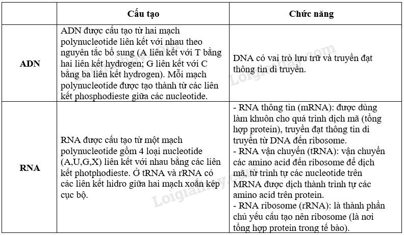 Sinh học 10 Bài 6: Các phân tử sinh học trong tế bào | Giải Sinh 10 Chân trời sáng tạo (ảnh 17)