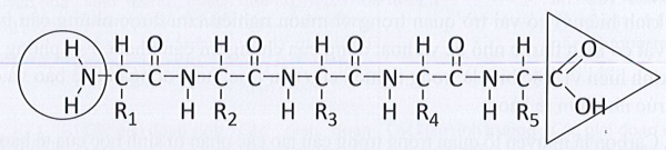 Sách bài tập Sinh học 10 Chủ đề 4: Thành phần hóa học của tế bào - Cánh diều (ảnh 1)