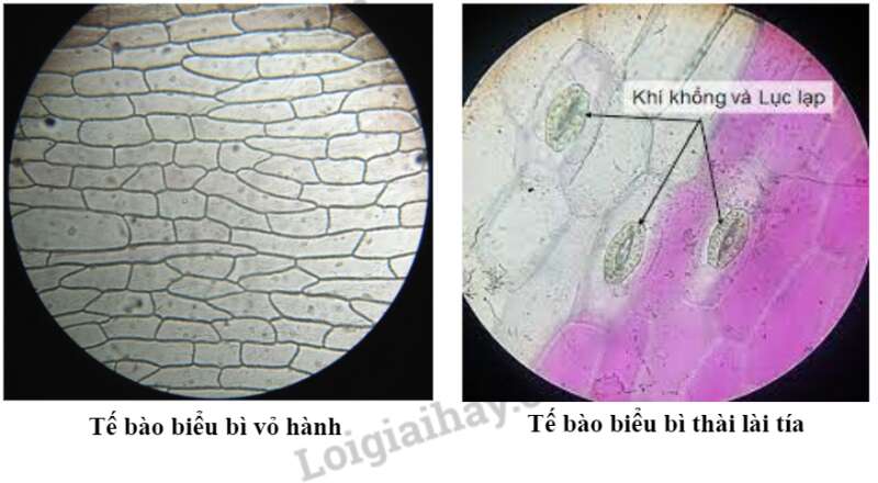 Sinh học 10 Bài 10: Thực hành: Quan sát tế bào | Giải Sinh 10 Chân trời sáng tạo (ảnh 4)