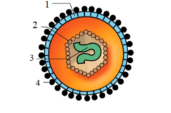 Trắc nghiệm Sinh 10 Chân trời sáng tạo Bài 29 (có đáp án): Virus