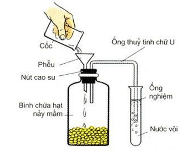 Trắc nghiệm Sinh học 11 Bài 12 có đáp án năm 2021 mới nhất