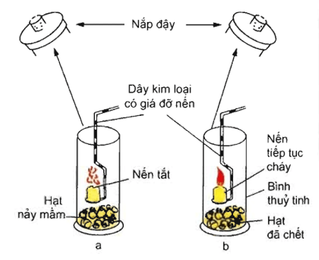 Trắc nghiệm Sinh học 11 Bài 12 có đáp án năm 2021 mới nhất