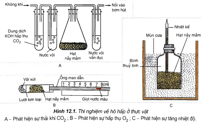 Trắc nghiệm Sinh học 11 Bài 12 có đáp án năm 2021 mới nhất