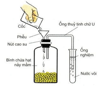 Trắc nghiệm Sinh học 11 Bài 12 có đáp án năm 2021 mới nhất