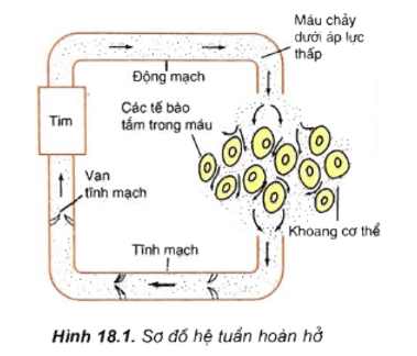 Trắc nghiệm Sinh học 11 Bài 18 có đáp án năm 2021 mới nhất