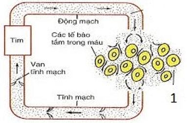 Trắc nghiệm Sinh học 11 Bài 18 có đáp án năm 2021 mới nhất