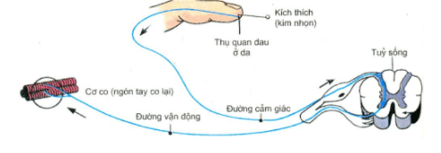 Trắc nghiệm Sinh học 11 Bài 26 có đáp án năm 2021 mới nhất