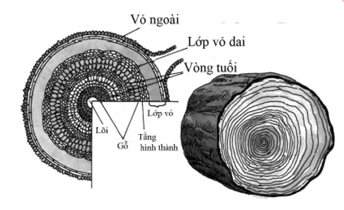 Trắc nghiệm Sinh học 11 Bài 34 có đáp án năm 2021 mới nhất