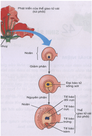 Trắc nghiệm Sinh học 11 Bài 42 có đáp án năm 2021 mới nhất