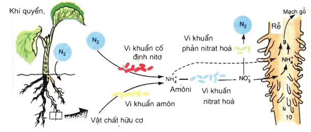 Trắc nghiệm Sinh học 11 Bài 6 có đáp án năm 2021 mới nhất