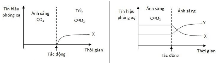 Trắc nghiệm Sinh học 11 Bài 9 có đáp án năm 2021 mới nhất