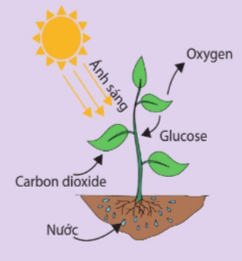 Phản ứng quang hợp là phản ứng thu năng lượng dưới dạng ánh sáng