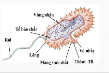 Giáo án Sinh học 10 Bài 9 (Chân trời sáng tạo 2023): Tế bào nhân thực (ảnh 1)