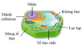 Giáo án Sinh học 10 Bài 9 (Chân trời sáng tạo 2023): Tế bào nhân thực (ảnh 2)