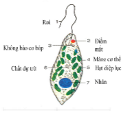 Giáo án Sinh học 10 Bài 9 (Chân trời sáng tạo 2023): Tế bào nhân thực (ảnh 4)