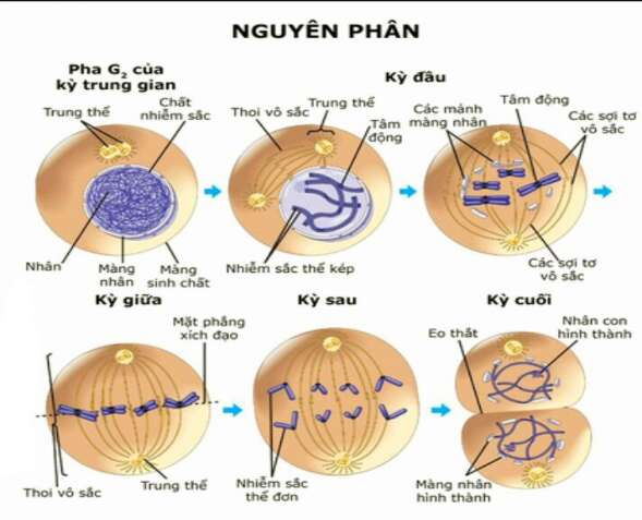 Giáo án Sinh học 10 Bài 19 (Chân trời sáng tạo 2023): Quá trình phân bào (ảnh 1)