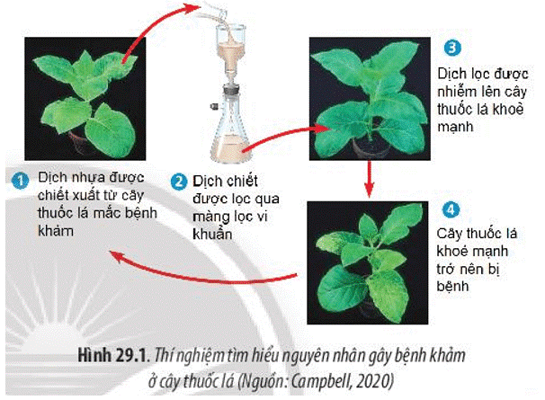 Giáo án Sinh học 10 Bài 29 (Chân trời sáng tạo 2023): Virus (ảnh 1)