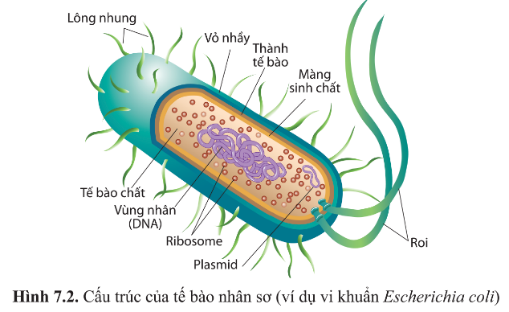 Giáo án Sinh học 10 Bài 7 (Cánh diều 2023): Tế bào nhân sơ và tế bào nhân thực (ảnh 1)