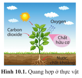 Giáo án Sinh học 10 Bài 10 (Cánh diều 2023): Sự chuyển hóa năng lượng và enzyme (ảnh 1)