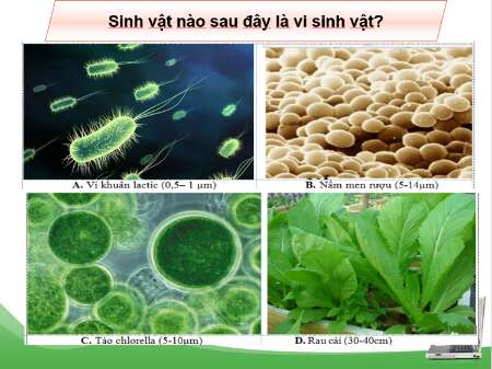 Giáo án Sinh học 10 Bài 17 (Cánh diều 2023): Vi sinh vật và các phương pháp nghiên cứu vi sinh vật (ảnh 1)