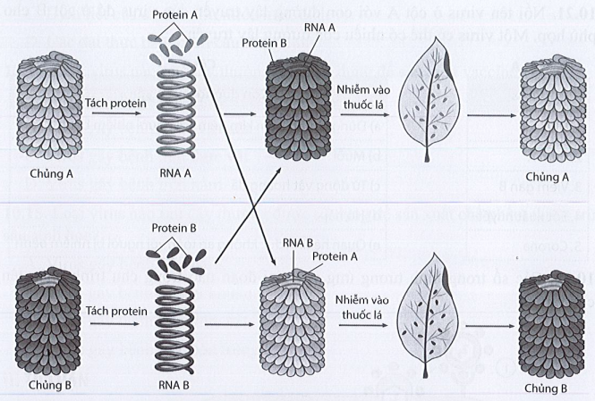 Sách bài tập Sinh học 10 Chủ đề 10: Virus - Cánh diều (ảnh 1)