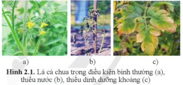 Giáo án Sinh học 11 Bài 2 (Cánh diều 2023): Trao đổi nước và khoáng ở thực vật (ảnh 1)