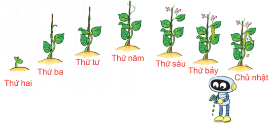 Rô-bốt trồng cây đậu thần