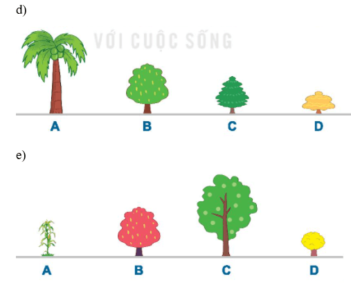 Cây nào cao nhất? Cây nào thấp nhất?