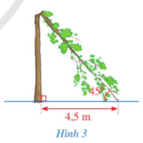 Toán 9 Bài 1 (Cánh diều): Căn bậc hai và căn bậc ba của số thức (ảnh 1)