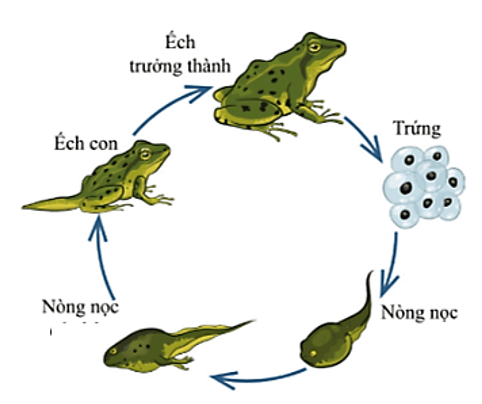 Khoa học lớp 5 Cánh diều Khoa học lớp 5 Bài 11: Vòng đời của động vật đẻ trứng và động vật đẻ con