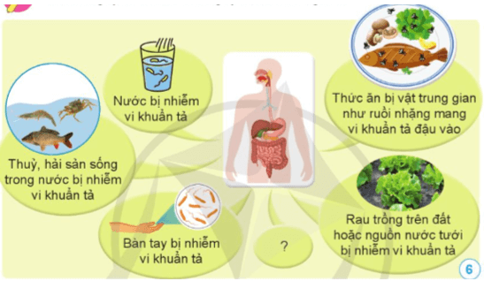 Khoa học lớp 5 Cánh diều Bài 12: Vi khuẩn và vi khuẩn gây bệnh ở người