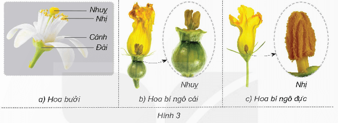 Khoa học lớp 5 Kết nối tri thức Bài 13: Sinh sản của thực vật có hoa