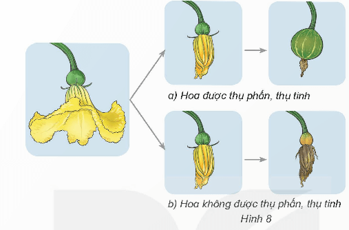 Khoa học lớp 5 Kết nối tri thức Bài 13: Sinh sản của thực vật có hoa