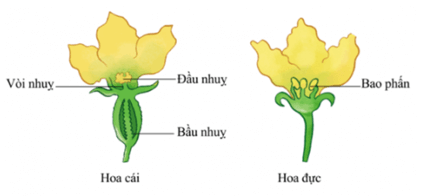 Khoa học lớp 5 Chân trời sáng tạo Bài 13: Sự sinh sản của thực vật có hoa