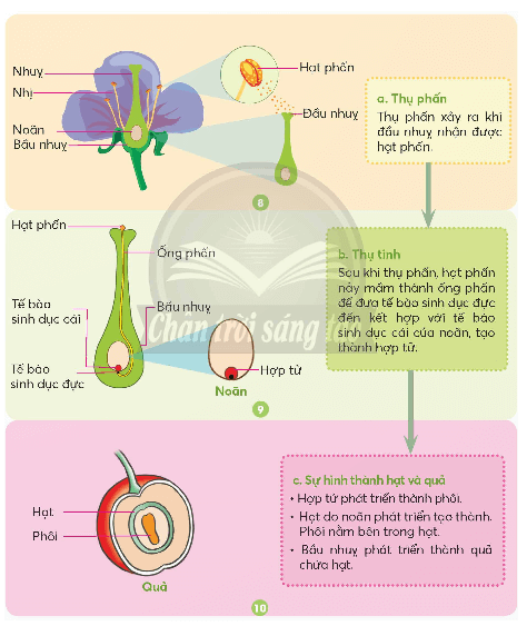 Khoa học lớp 5 Chân trời sáng tạo Bài 13: Sự sinh sản của thực vật có hoa