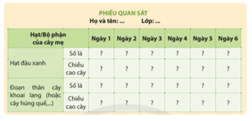 Khoa học lớp 5 Chân trời sáng tạo Bài 14: Sự lớn lên và phát triển của thực vật