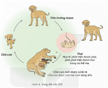 Khoa học lớp 5 Chân trời sáng tạo Bài 16: Sự lớn lên và phát triển của động vật